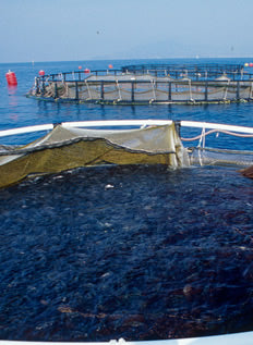 netH2O pilot project to be deployed inside Aqua Lavagna